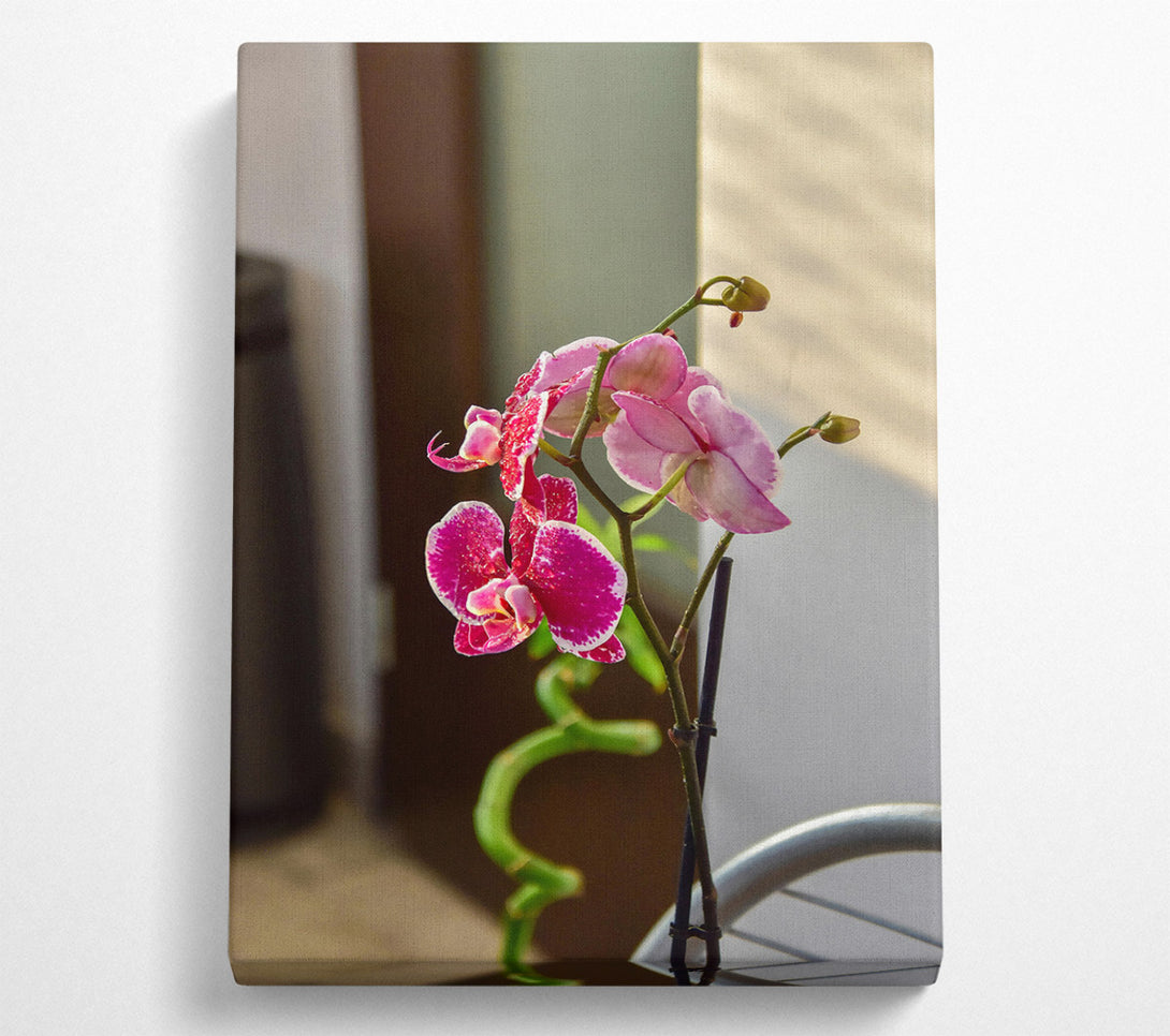  A Canvas Print of Fuchsia Orchid Bloom Canvas Print