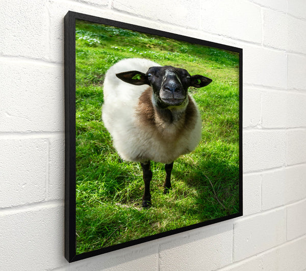Green Sheep Stare