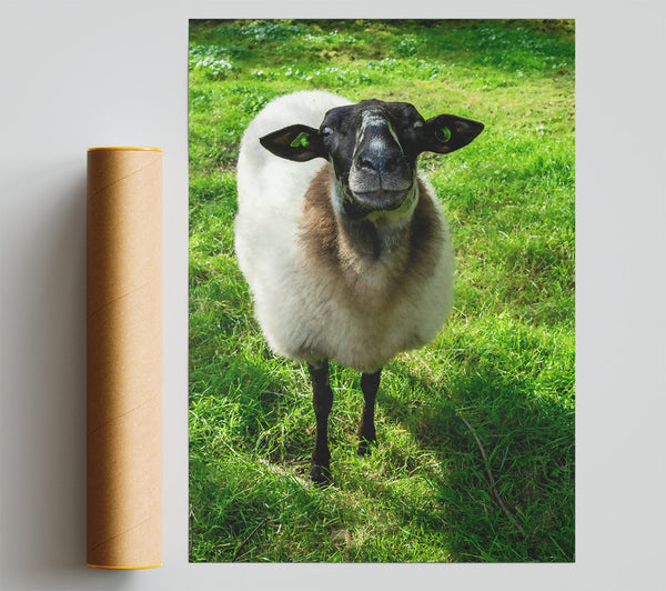 Green Sheep Stare Giclee Print