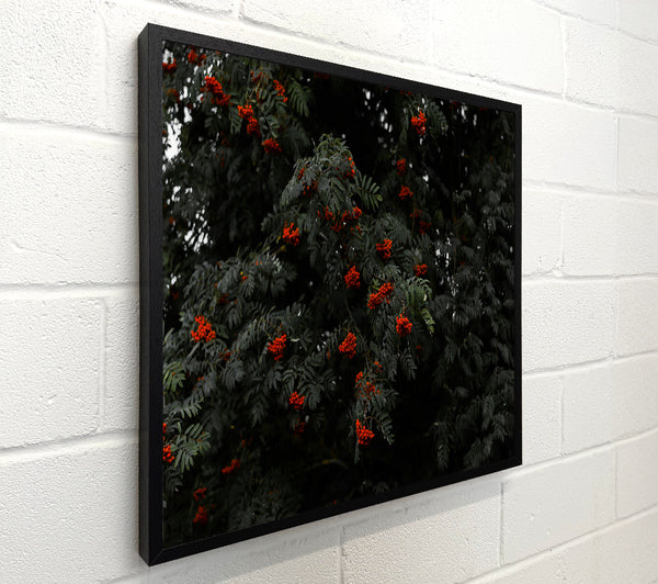 Crimson Berries And Greenery.