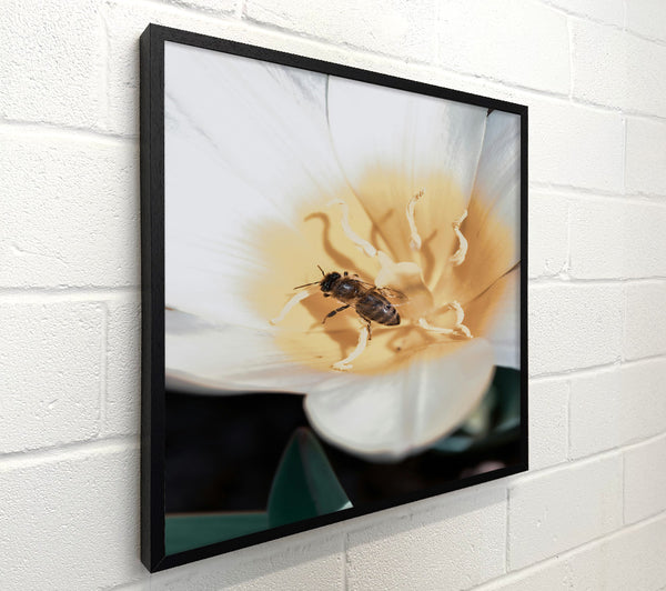 Golden Bee'S Embrace