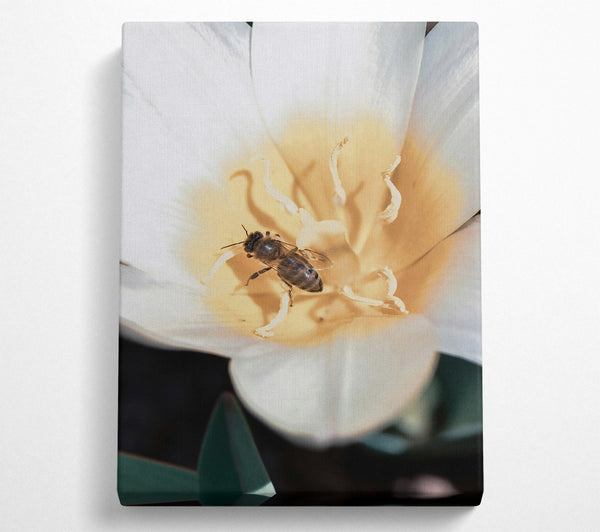 Golden Bee'S Embrace