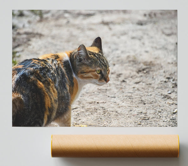 Orange Tabby Watchfulness Print
