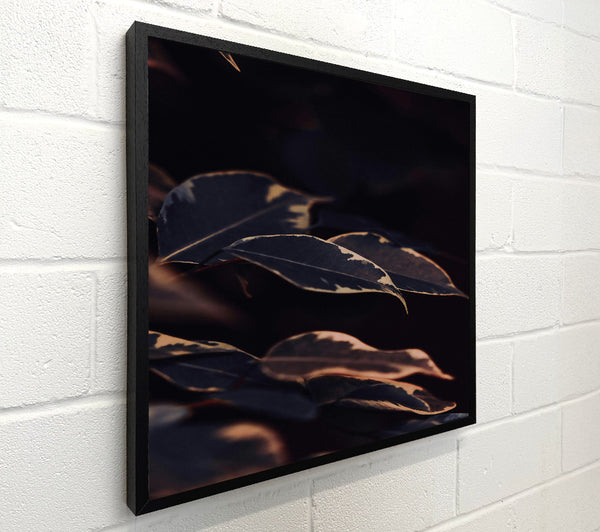 Dark Peach Leaves