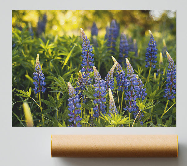Purple Field Blooms Giclee Print