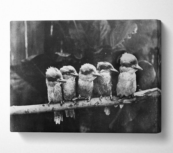  A Canvas Print of Cookabrah Canvas Wall Art
