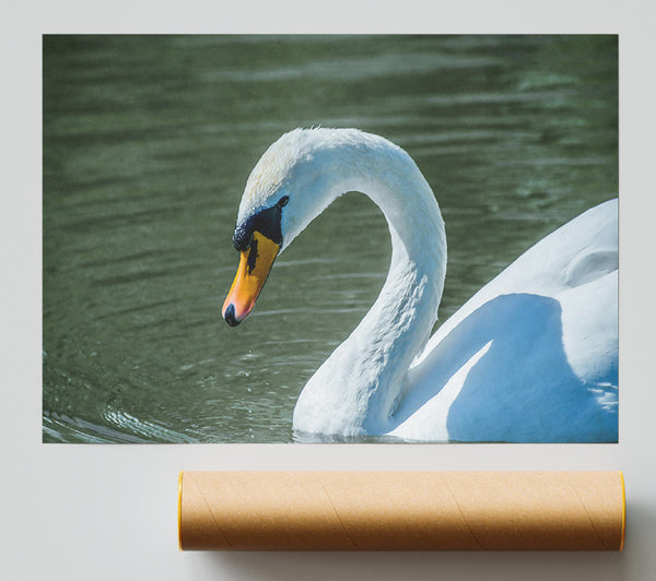 White Swan'S Grace Print