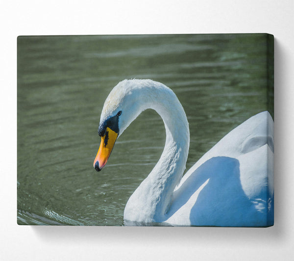  A Canvas Print of White Swan'S Grace Canvas Wall Art