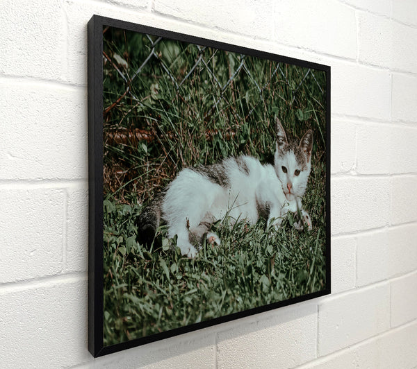 White Cat In Green Grass