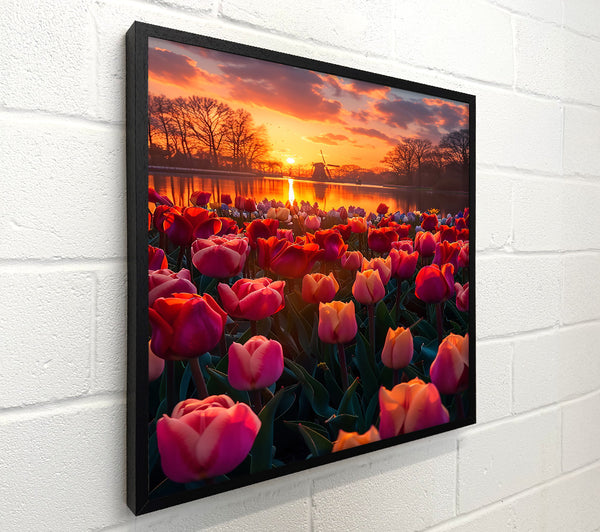 Golden Sunset Tulips