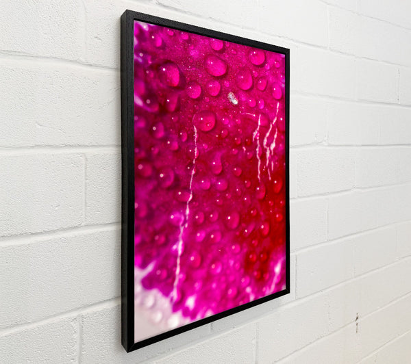 Fuchsia Dew Drops