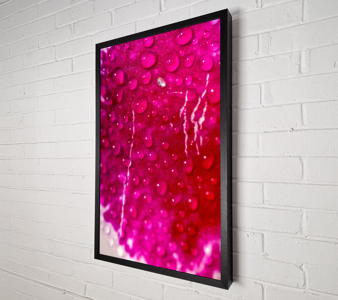  A Canvas Print of Fuchsia Dew Drops Canvas Print