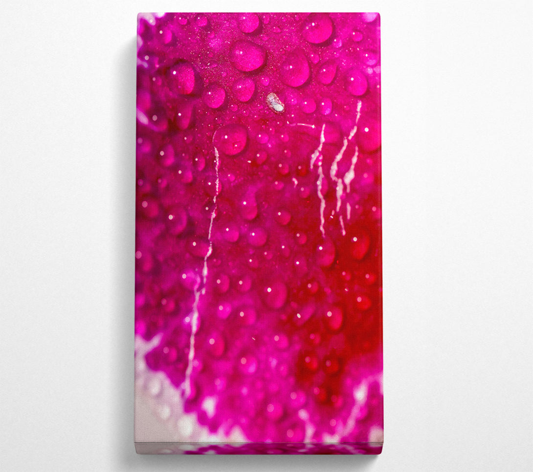  A Canvas Print of Fuchsia Dew Drops Canvas Print
