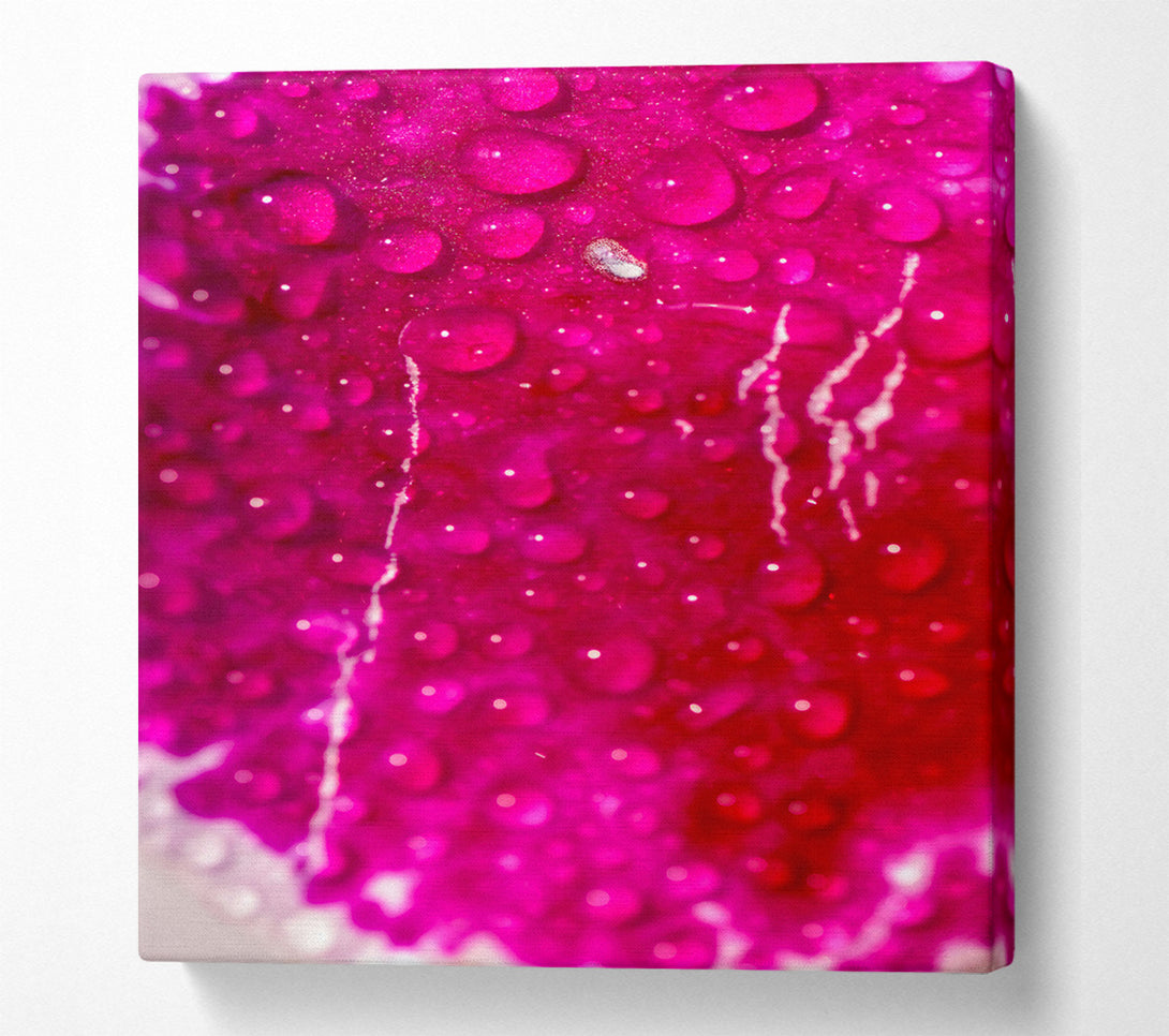  A Canvas Print of Fuchsia Dew Drops Canvas Print