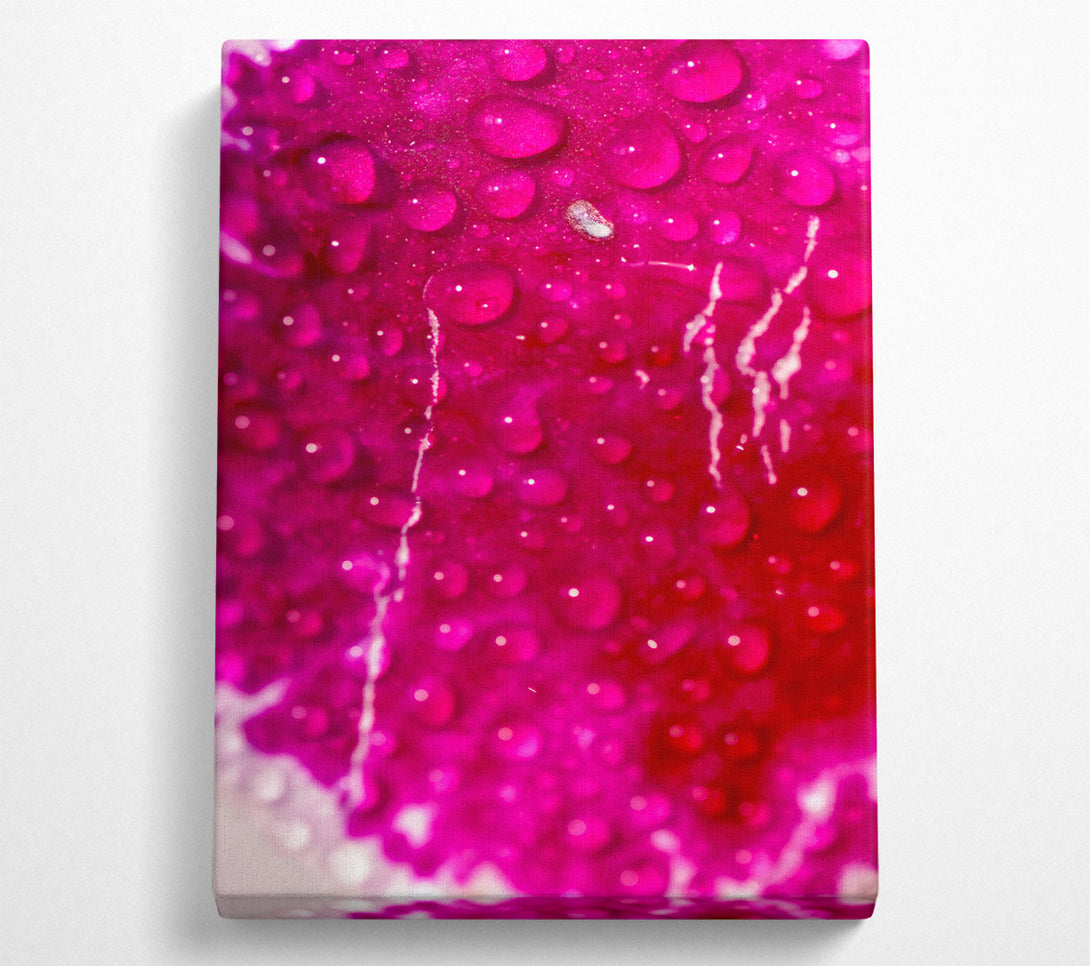  A Canvas Print of Fuchsia Dew Drops Canvas Print
