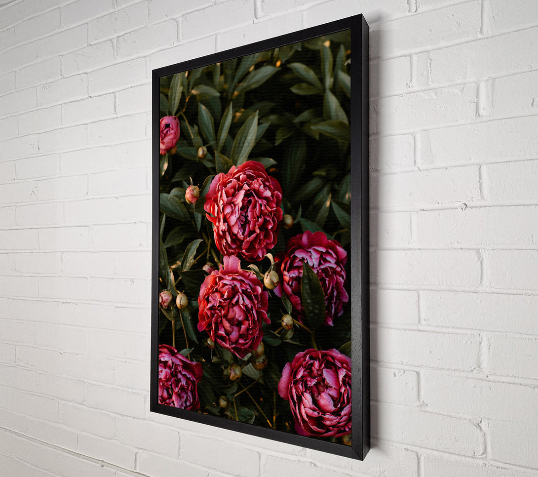  A Canvas Print of Crimson Peony Bloom Canvas Art