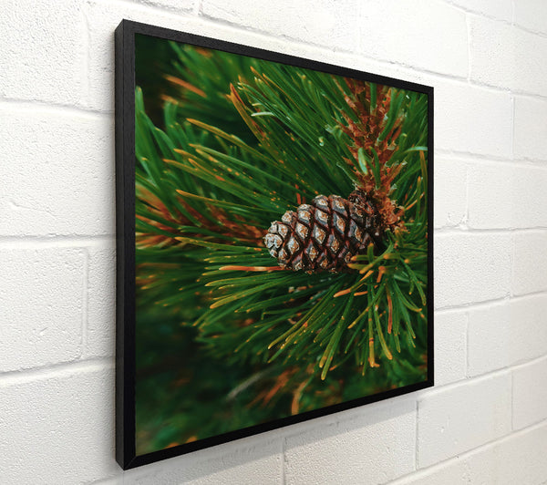 Green Pine Cone Closeup