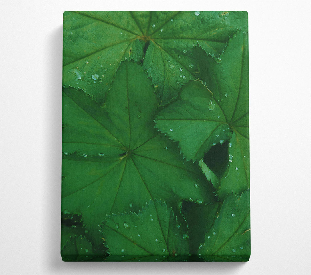  A Canvas Print of Emerald Dew Drops Canvas Wall Art