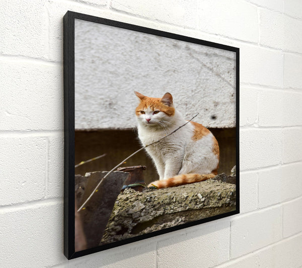 Orange Tail On Stone