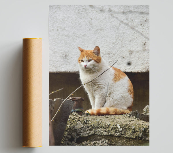 Orange Tail On Stone Poster