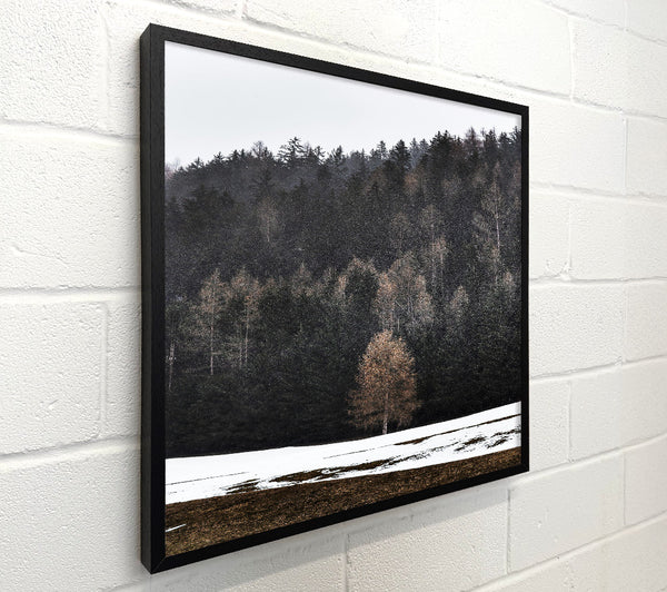 Brown Tree In Snow