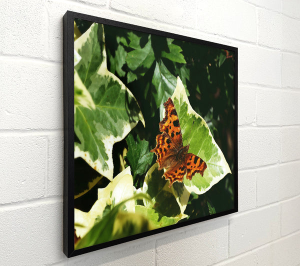 Orange Butterfly On Leaf