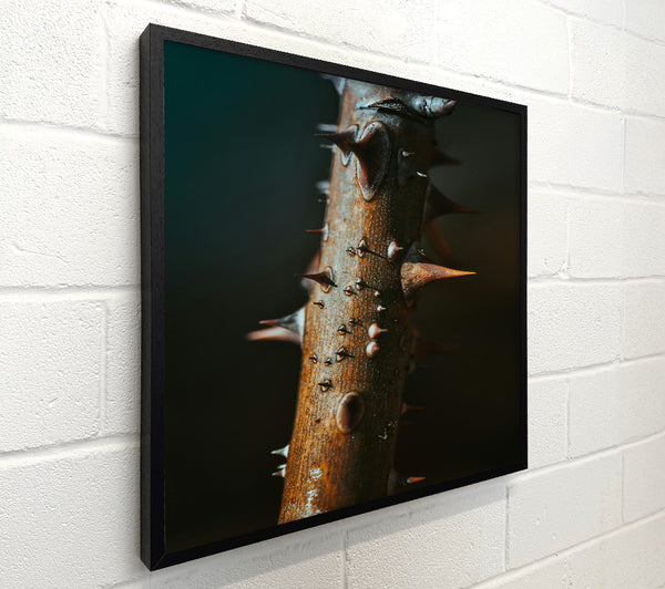 Rustic Brown Thorns