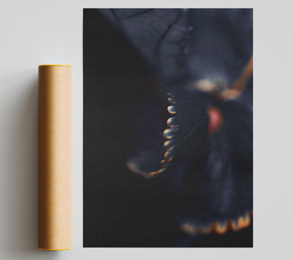 Black And Orange Wings Poster