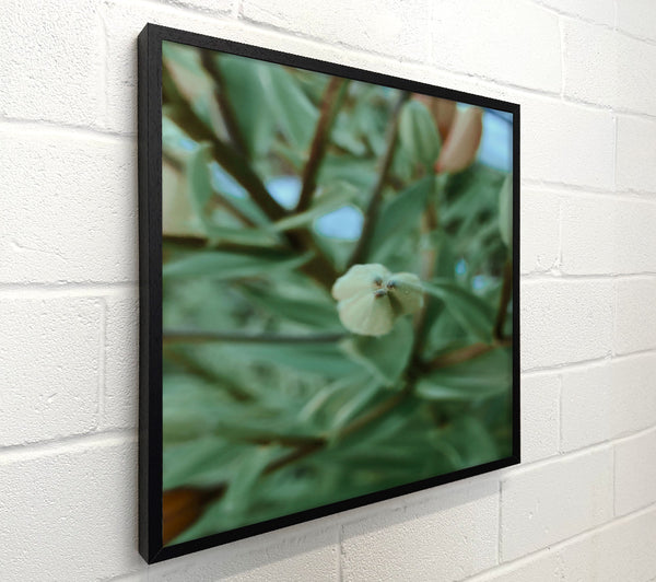 Emerald Bud Bloom