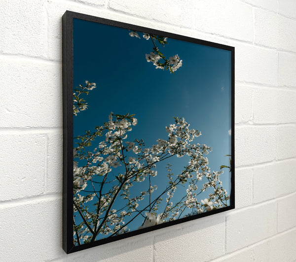 Azure Sky Blossoms