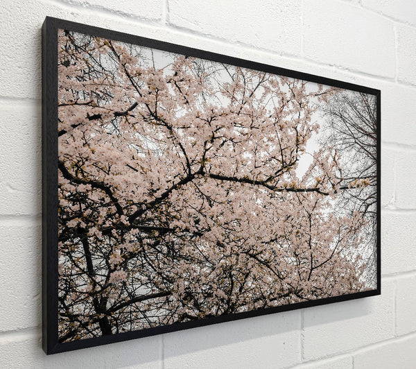 Pale Pink Blossoms