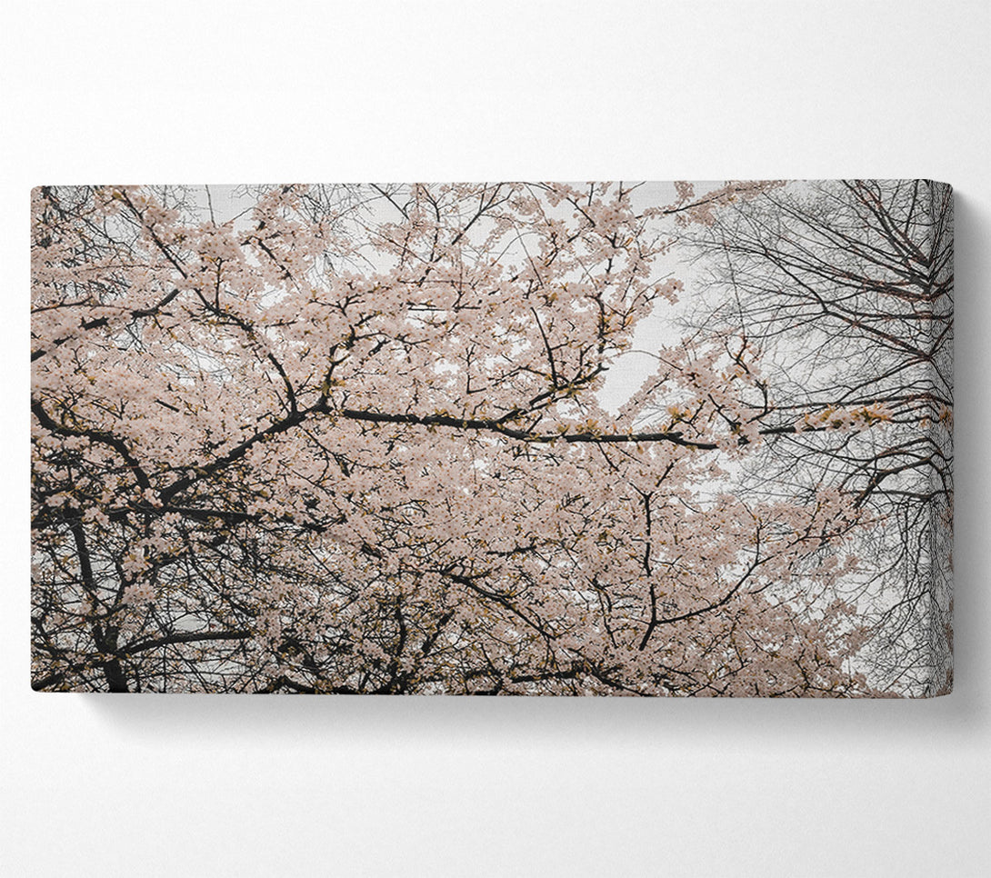  A Canvas Print of Pale Pink Blossoms Canvas Wall Art