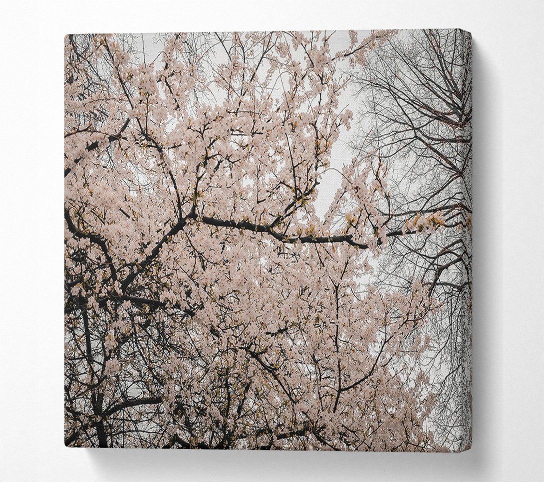  A Canvas Print of Pale Pink Blossoms Canvas Wall Art