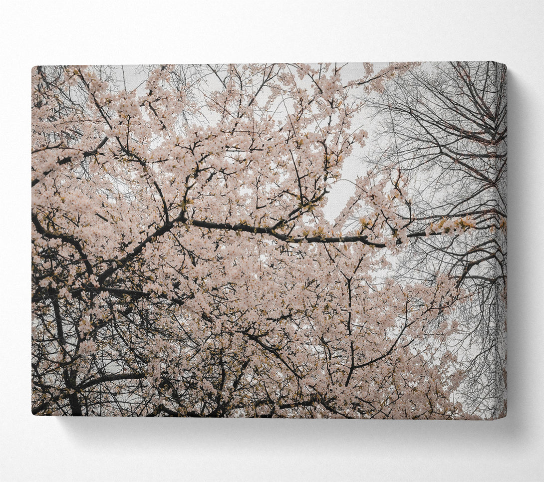  A Canvas Print of Pale Pink Blossoms Canvas Wall Art