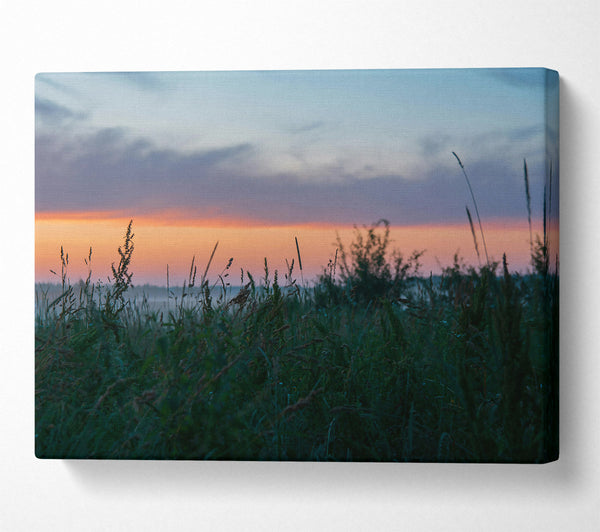  A Canvas Print of Golden Hour Grassland Canvas Print