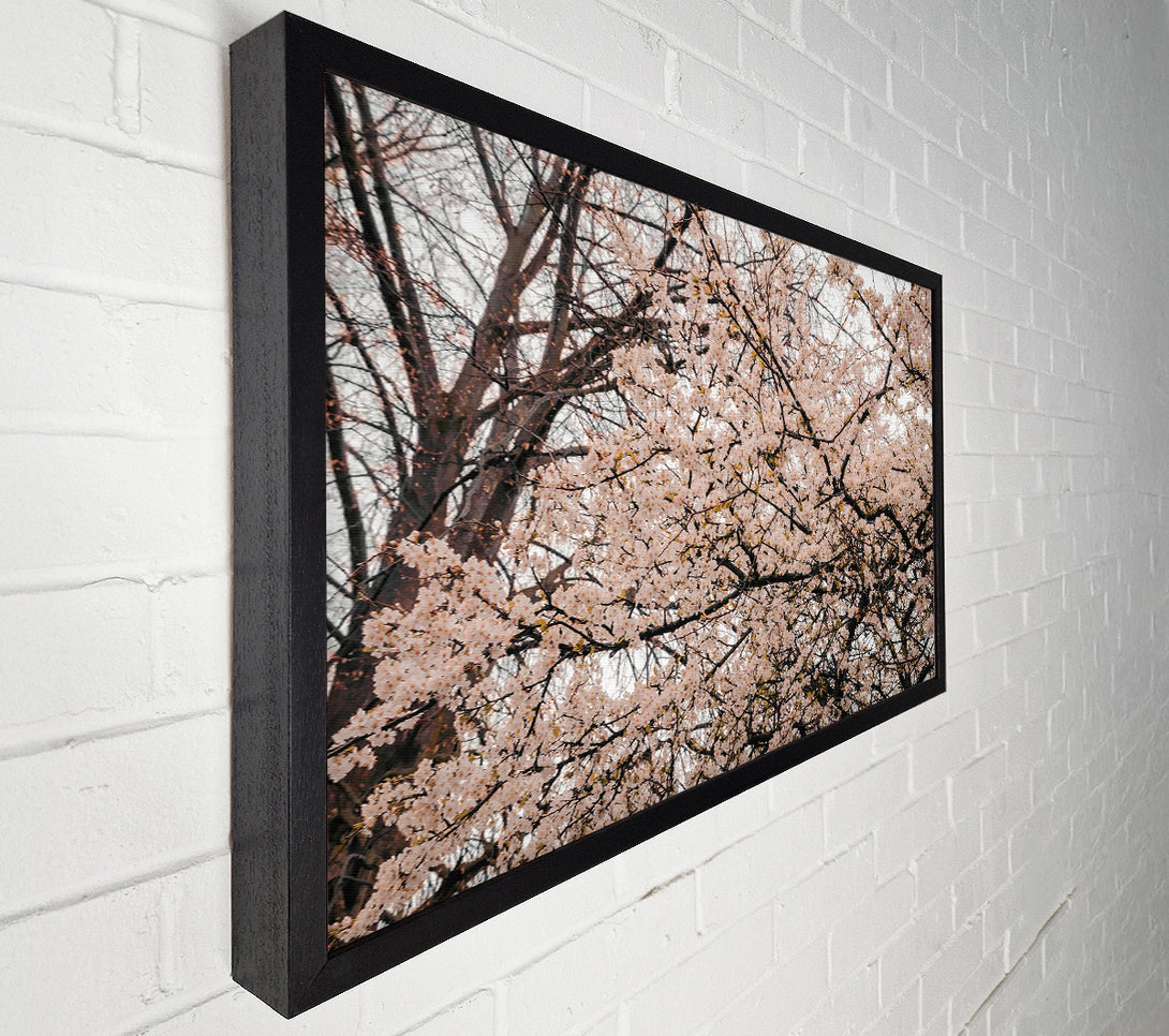  A Canvas Print of Pink Blossom Canopy Canvas Art