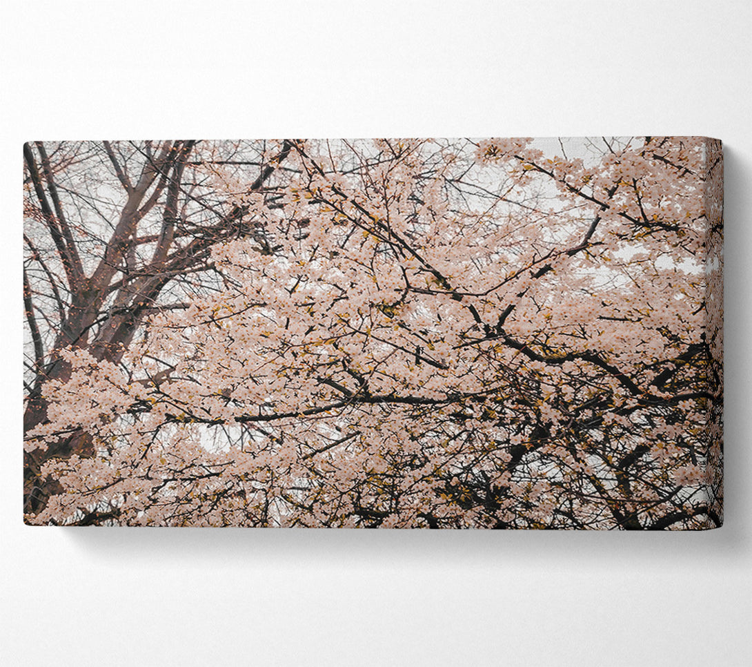  A Canvas Print of Pink Blossom Canopy Canvas Art