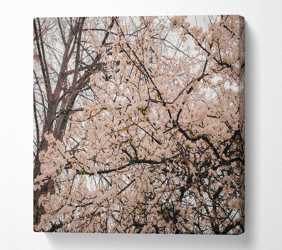  A Canvas Print of Pink Blossom Canopy Canvas Art