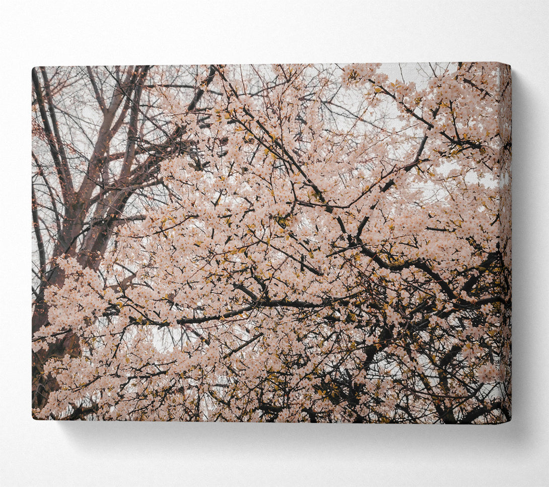  A Canvas Print of Pink Blossom Canopy Canvas Art
