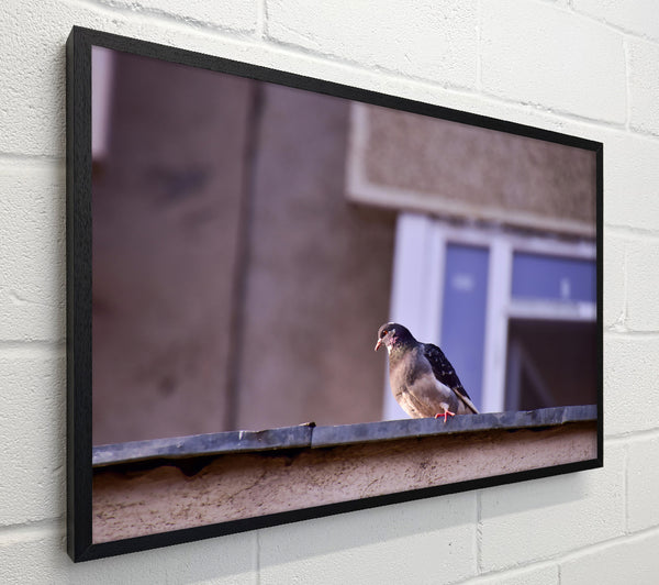 Grey Pigeon On Edge