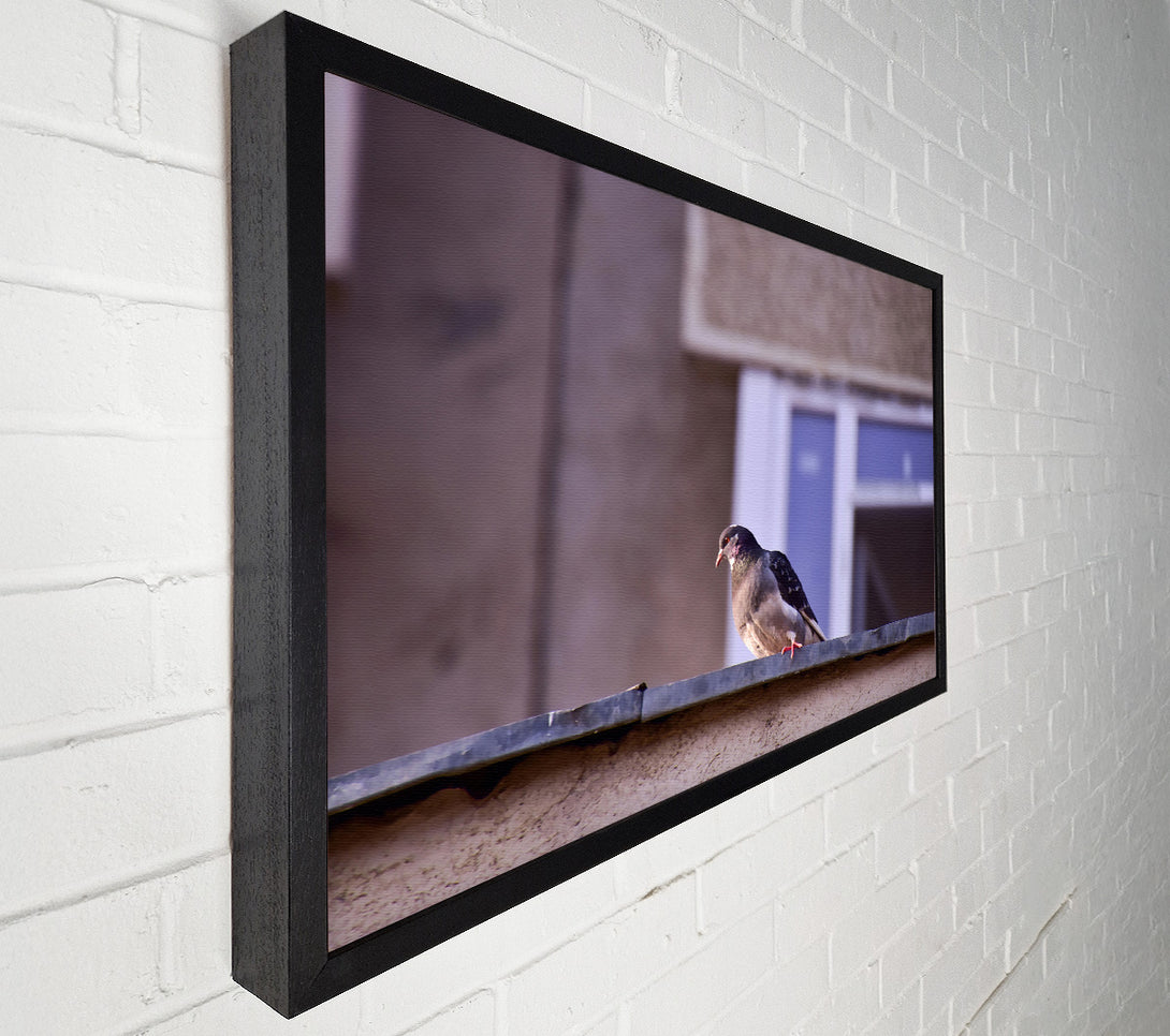  A Canvas Print of Grey Pigeon On Edge Canvas Art