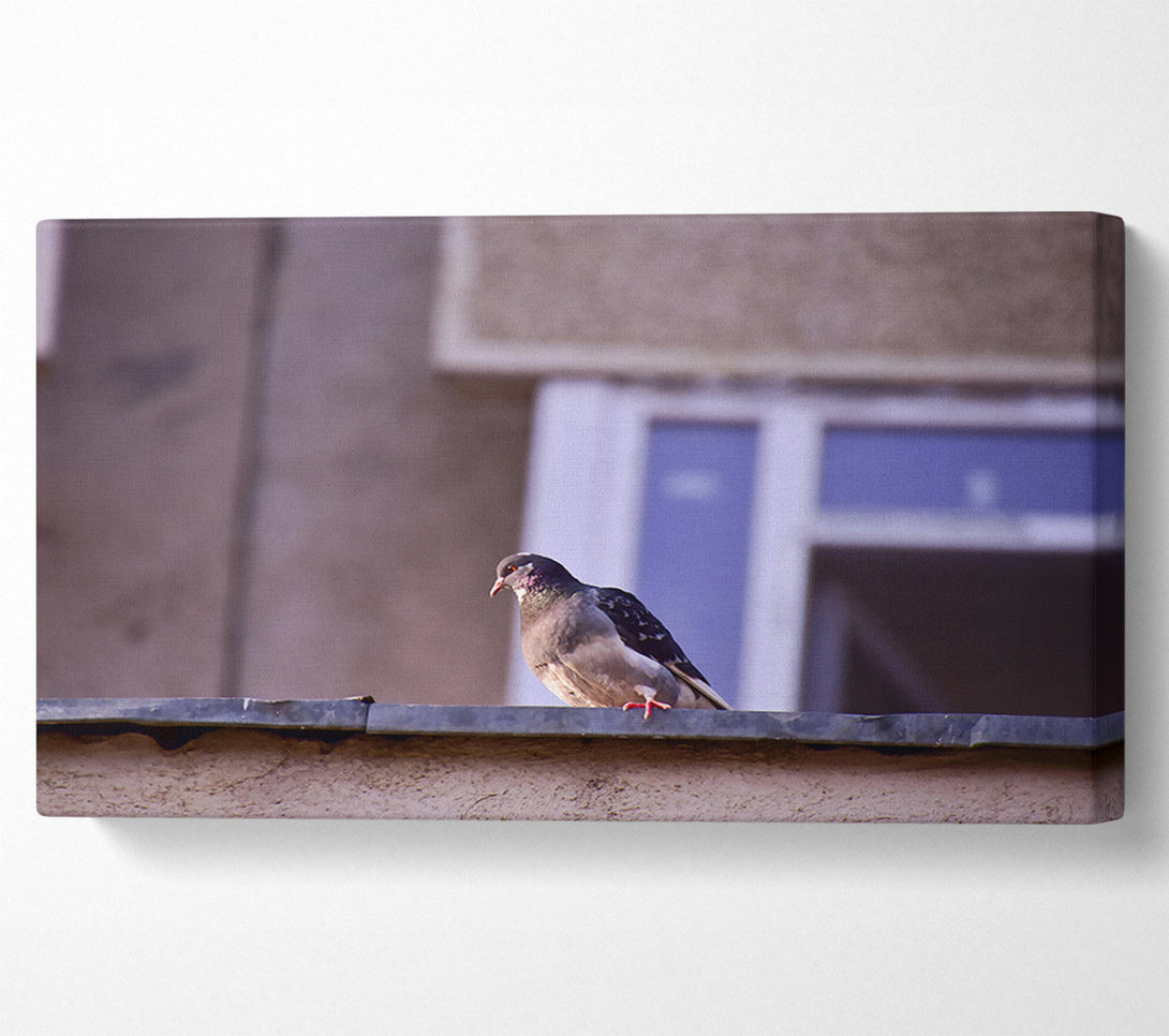  A Canvas Print of Grey Pigeon On Edge Canvas Art
