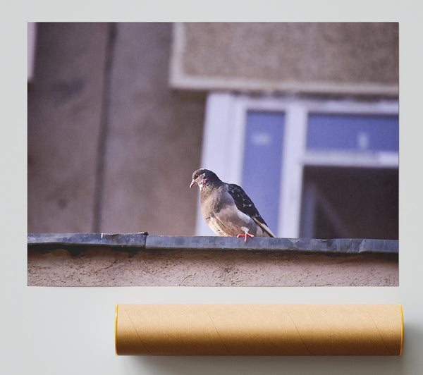 Grey Pigeon On Edge Print