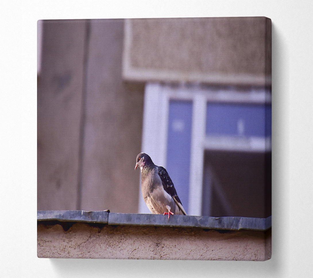  A Canvas Print of Grey Pigeon On Edge Canvas Art