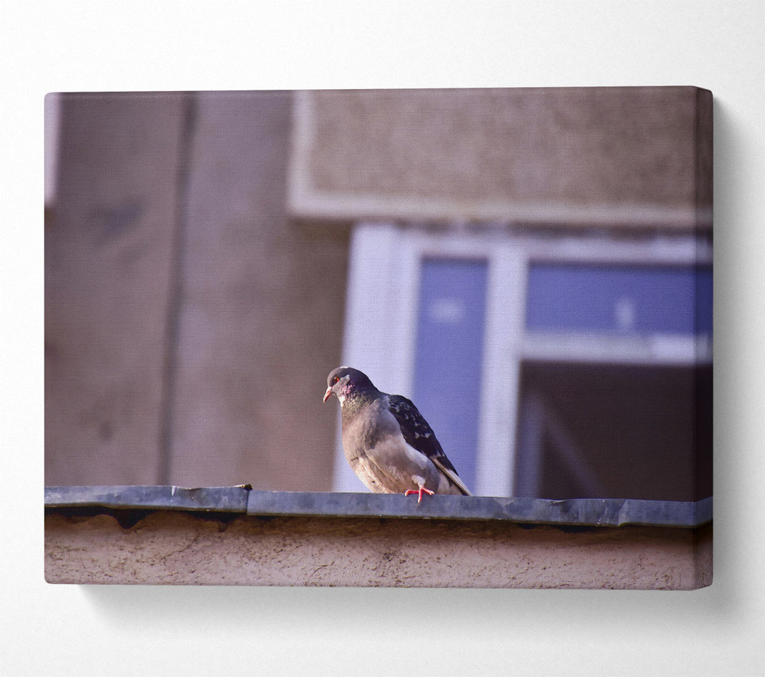  A Canvas Print of Grey Pigeon On Edge Canvas Art