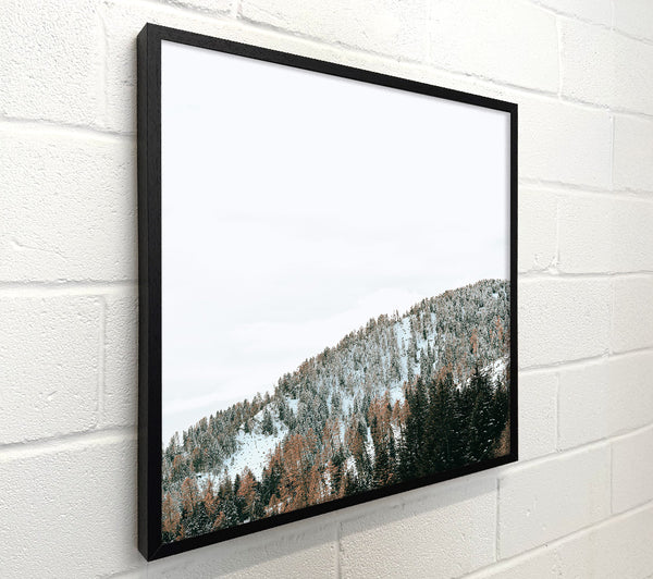White Pines On A Slope
