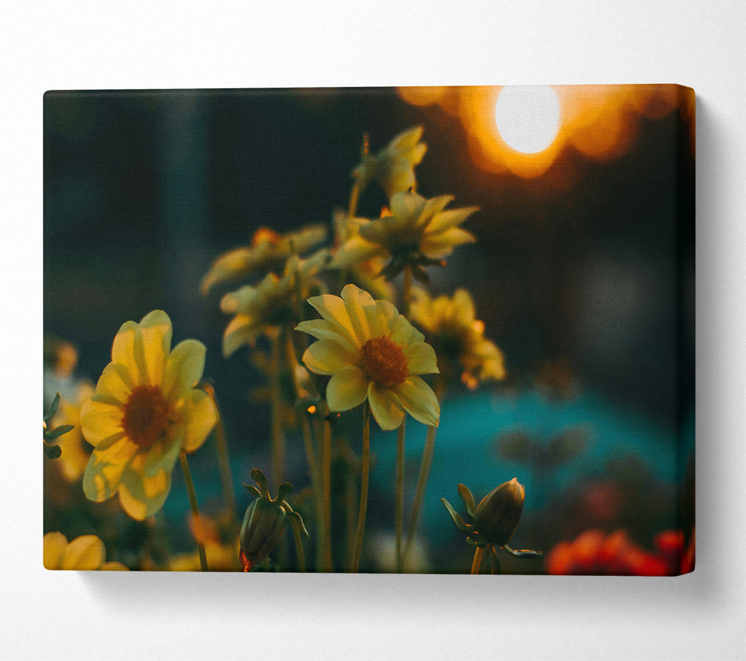  A Canvas Print of Golden Sunset Blooms Canvas Wall Art