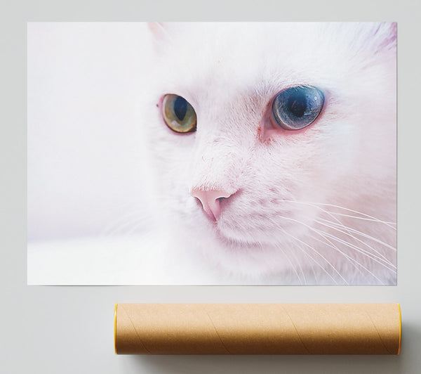 White Cat With Blue Eye. Giclee Print