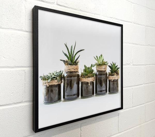 Brown Succulent Jars