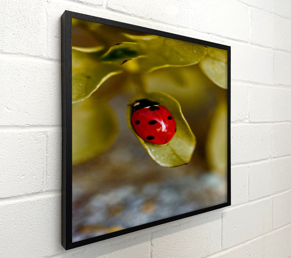 Red Ladybug On Green Leaf